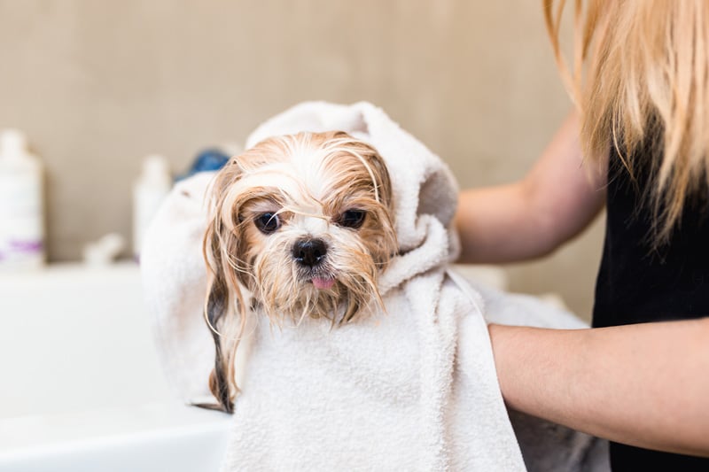 Ultimate DIY Dog Grooming Guide for Beginners 2022